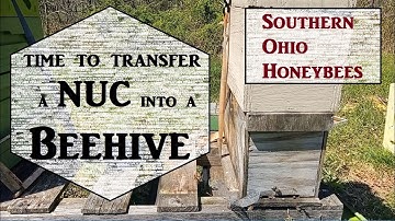 🔶Transfer a NUC into a Beehive
