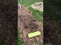 Hardy Bush Cherries Planted, May 14, 2026, Zone 5B.
