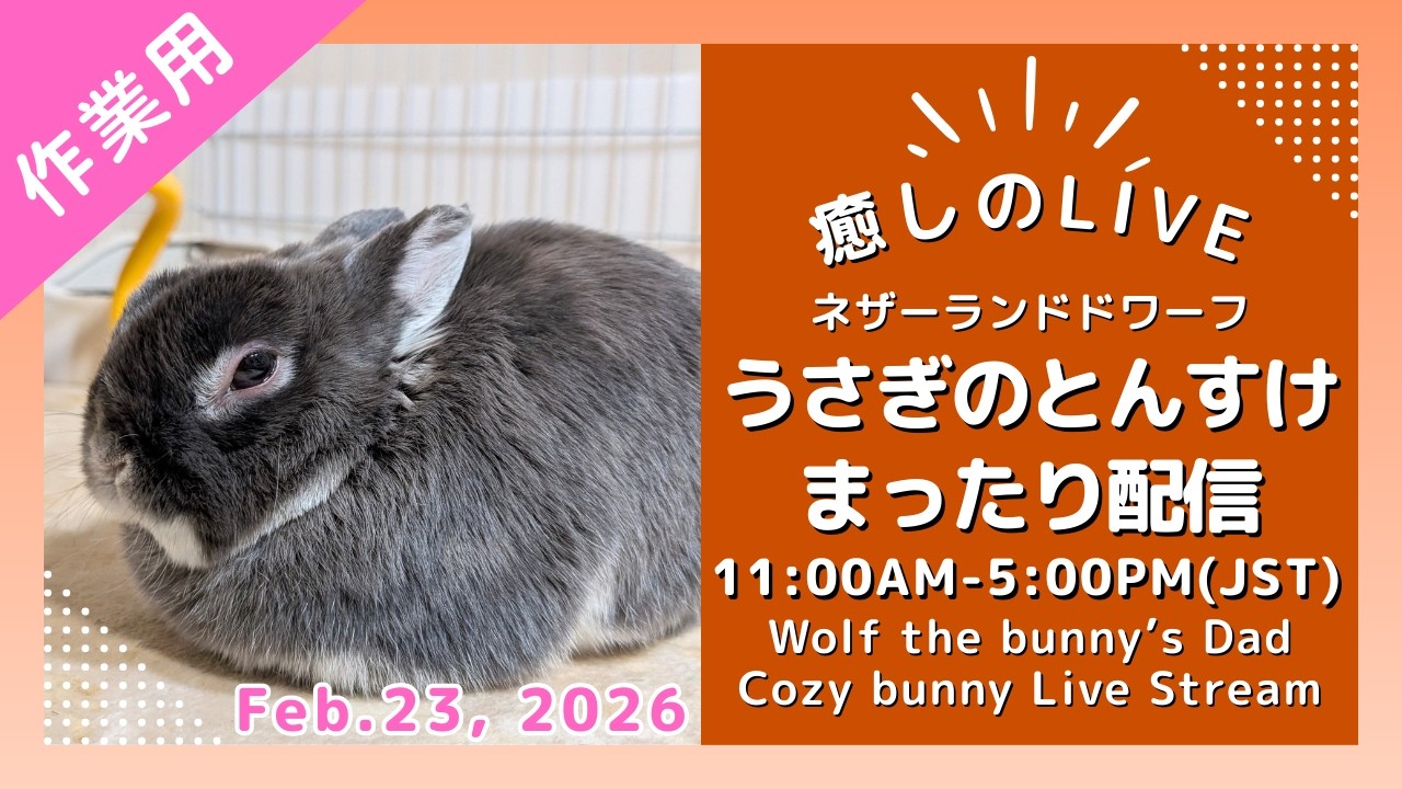 作業用】癒しのうさぎライブ 2/23 Cozy Bunny Life with とんすけ