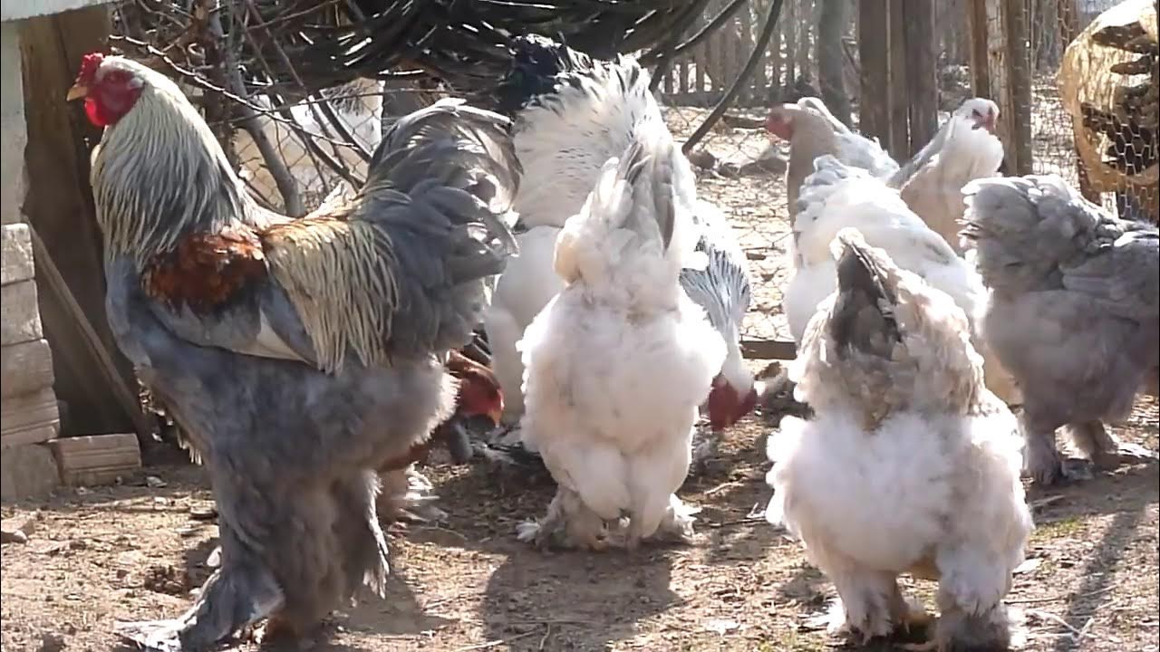 BRAHMA CHICKEN -BSO BRAHMA -LIGHT BRAHMA - chicken breeds - AGROKOTA.GR 