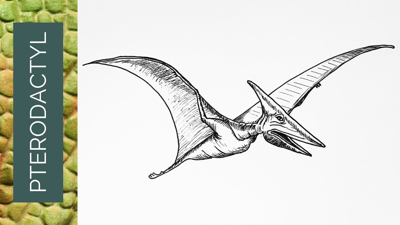 Flying Pterodactyl Cartoon Dinosaur Clipart Black And White Pterodactyl  Drawing Cartoon Drawing Dinosaur Drawing PNG Transparent Clipart Image  and PSD File for Free Download