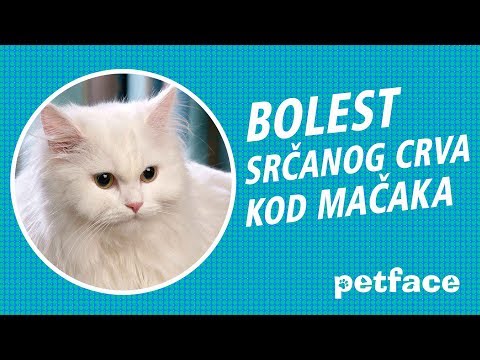 Video: Kapilarija Kod Mačaka - Mačji Crvi - Simptomi I Liječenje Crva