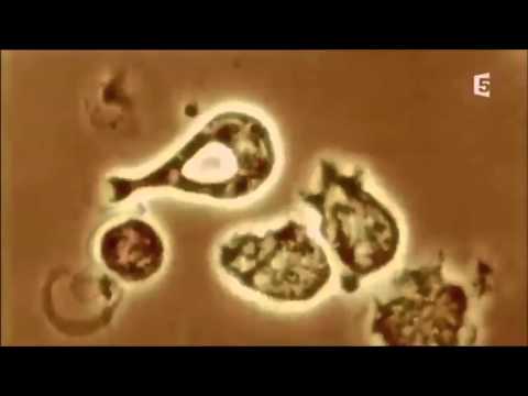 Vidéo: Quel globule blanc est responsable de la phagocytose des bactéries ?