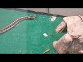 2 headed snakes eats fish