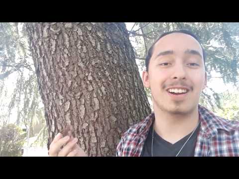 Video: Cedar Jenis Konifera Pendek