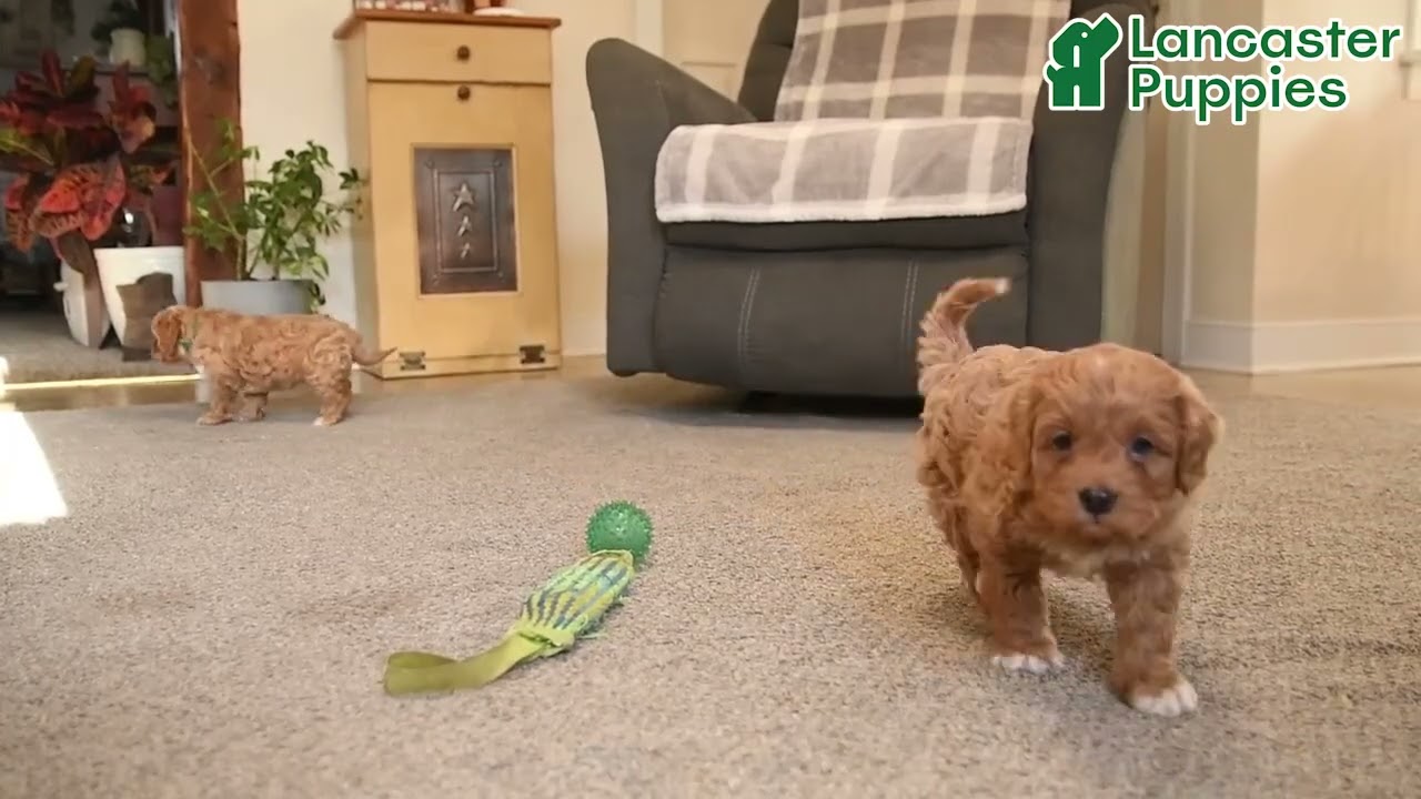 Friendly Cavapoo Puppies