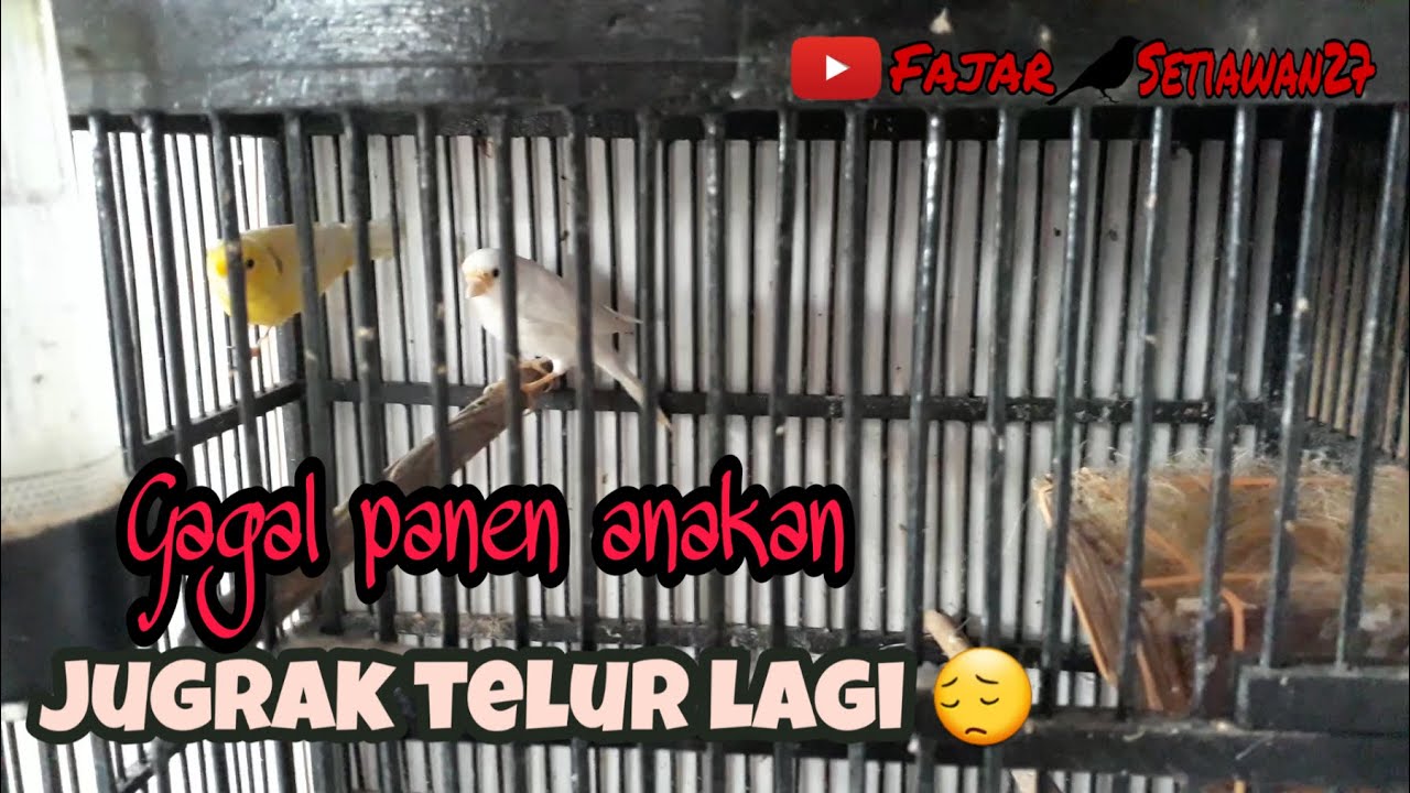 Apa yang harus dilakukan setelah indukan kenari gagal