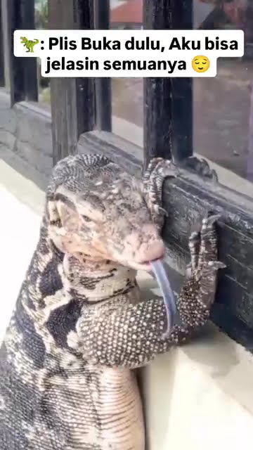 aku ini biyawak bukan buaya