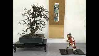 Cosmic Bonsai - YouTube