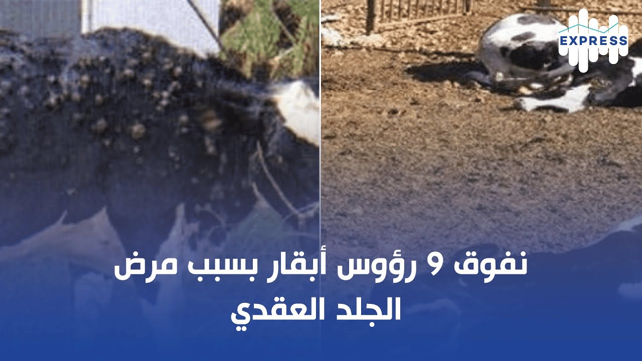 نفوق 9 رؤوس أبقار بسبب مرض الجلد العقدي