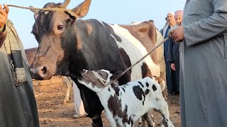 يا ناس حرام عليكم تدمروا مصنع رباني الراجل عايز يبيعها ب 35000 سوق كفر الشيخ