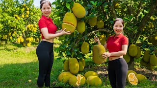 Download Lagu Harvesting 10,000+ Giant Jackfruits in the Wild – How To Climb A Tree To Pick Fruit | Han Harvesting MP3 Download Lagu Harvesting 10,000+ Giant Jackfruits in the Wild – How To Climb A Tree To Pick Fruit | Han Harvesting MP3