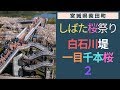 しばた桜祭り 「一目千本桜」 宮城県紫田町 2019/04/13 No.2