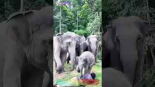Satisfying Wildlife Moment: Watch a Baby Elephant Help a Man Who Pretends to Faint! ??↓