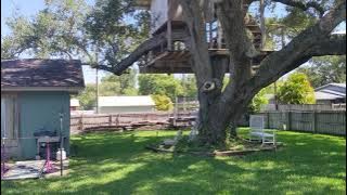 Scott's Provista Sod review at 13 months after install.