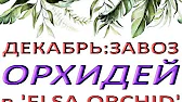 Орхидеи,узамба́рские фиалки,Самара🌺