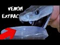 BLACK MAMBA VENOM EXTRACTION!! Milking Snakes