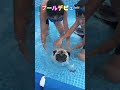 初めての犬かき #shorts #パグ #プール #コストコ #家族