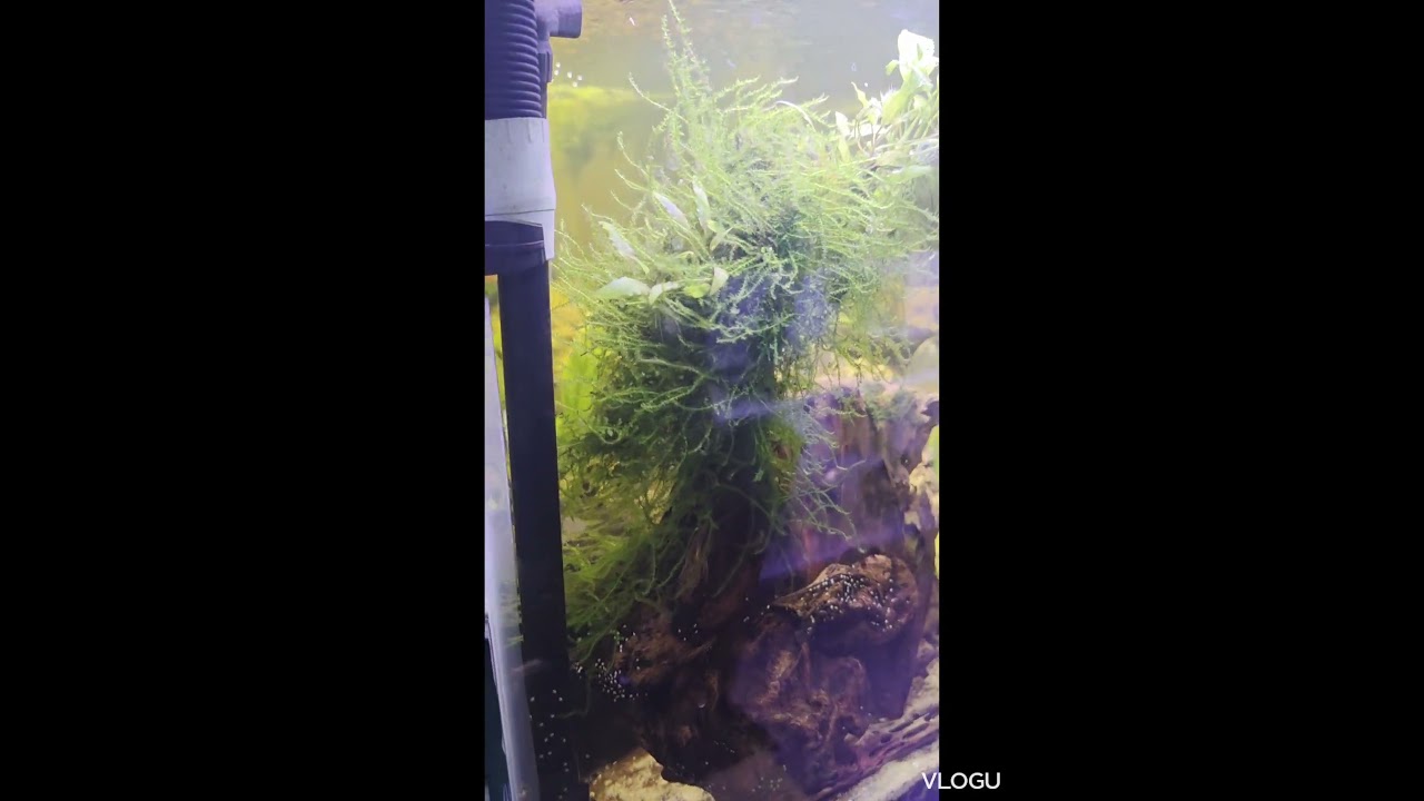 The Christmas Moss attached itself to the wood is growing Big