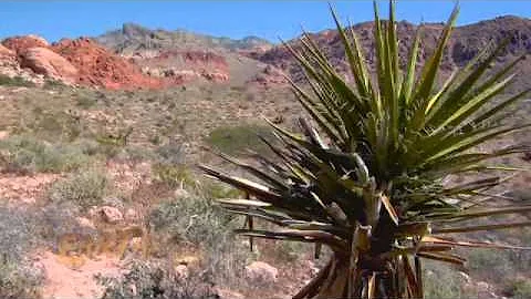 National Conservation Lands