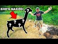 I Gave My GIANT PET LLAMA a HAIRCUT in My Backyard!!! (Satisfying)