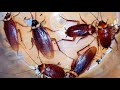 Telapoka cockroach  animal life