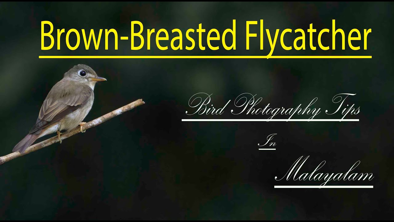 Bird photography Tips in Malayalam | Tamron 150-600mm G2 | Wildlife Photography Tips in Malayalam