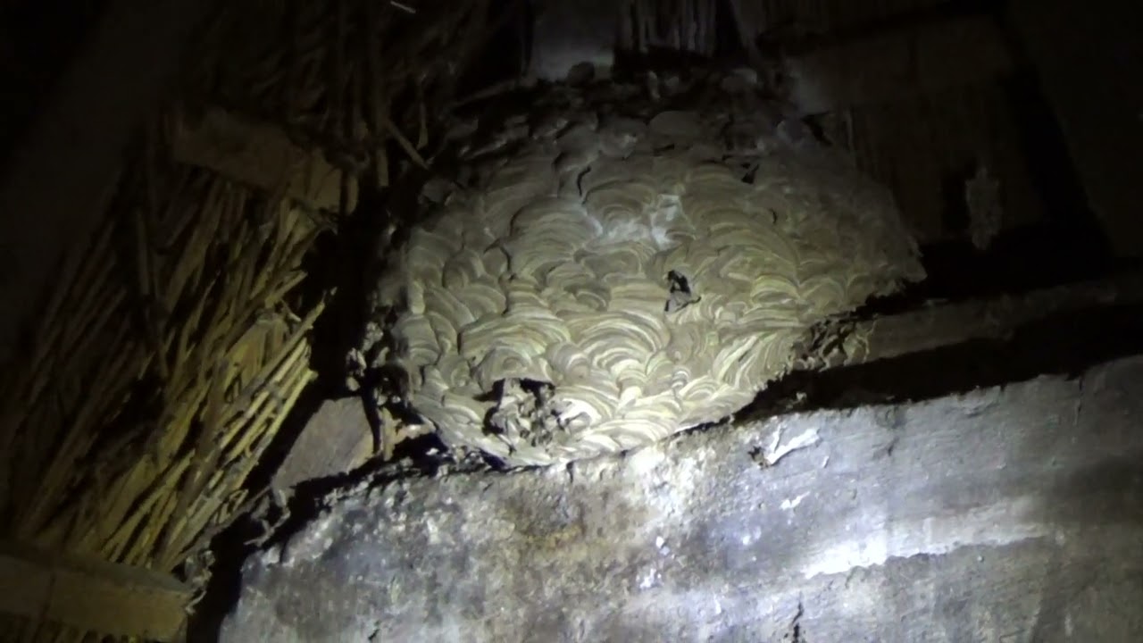 Wespennest verwijderen