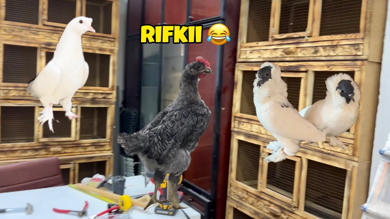 Eşhanelerin Yeri Belli Oldu🕊️Balkondaki Mohikanlar 🐓Rıfkının Cinsiyeti Kesinleşti 😂Taklacı Güvercin 