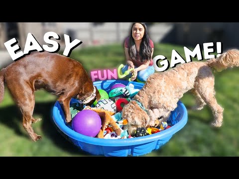 10 Fun Brain Games for Dogs – Good Thomas