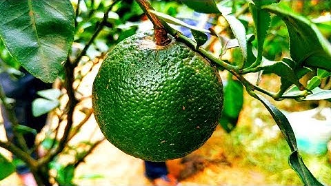 How to stop fruit drop | Amazing dropping fruit | Fruit drop in tree