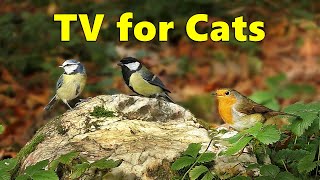 Cat TV  Birds in The Woods  Videos for Cats to Watch