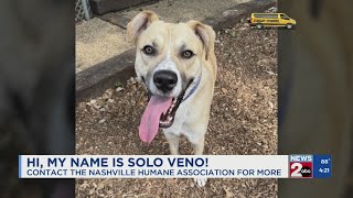 Fur Baby Friday Meet Solo Veno