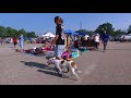 1yr Pitbull (Belle) | Off Leash Transformation in 2 weeks!! | Spokane Dog Training 1yr Pitbull (Belle) | Off Leash Transformation in 2 weeks!! | Spokane Dog Training