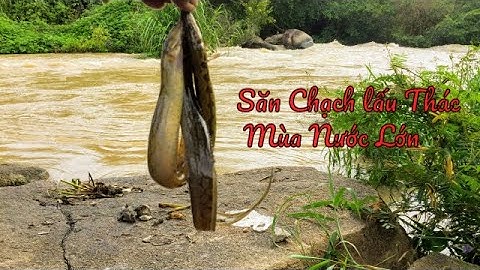 Ký sự Câu Chạch Lấu Thác Reo Mùa lũ- Nghệ Thuật câu Chạch Lấu không phải ai cũng biết