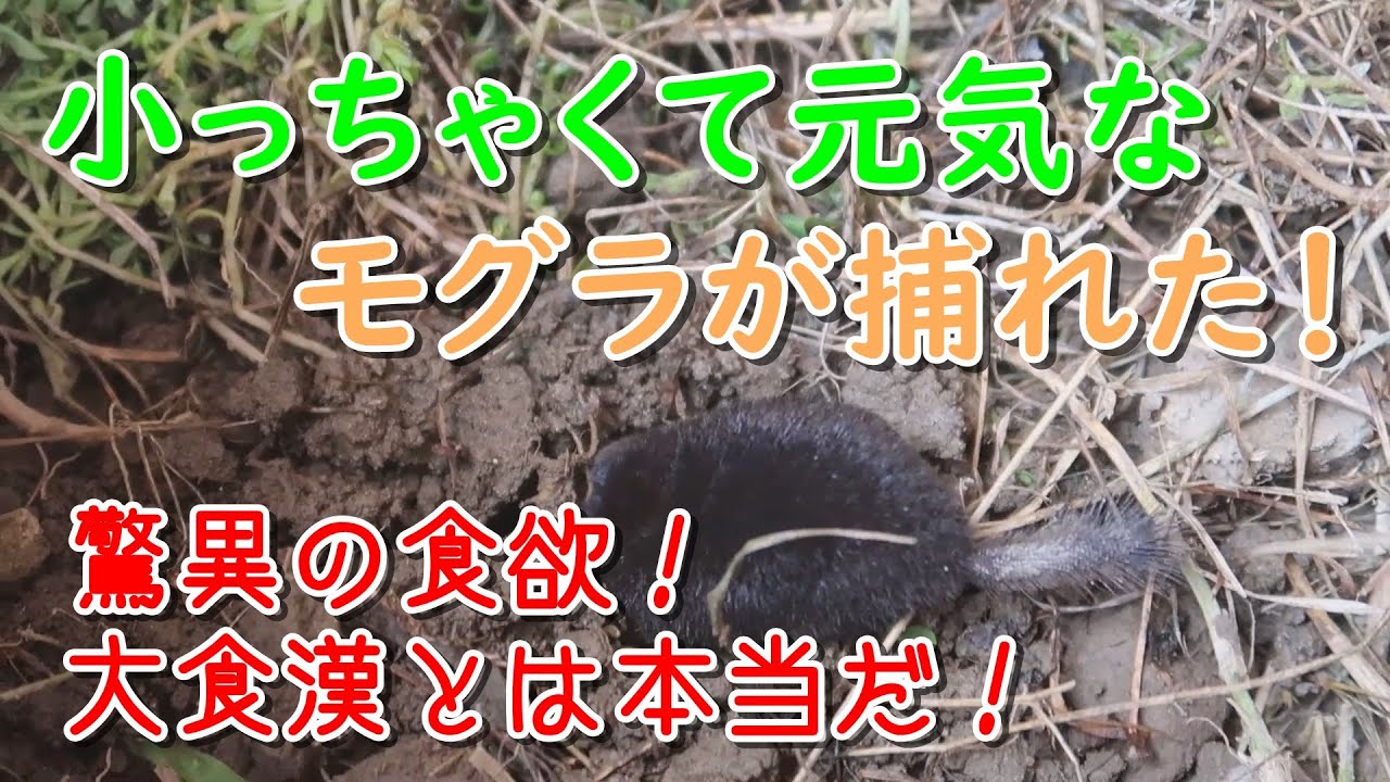 小さくて元気なモグラが捕れた!~驚異の食欲~ - YouTube