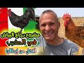 212600951027 لوكا الإيطالي قرر الإستقرار وعمل مشروع تربية دجاج في المغرب وهذا ما قيل علي دجاج الفرنس