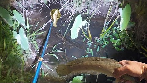 Mấy Cái Mương Lâu Ngày Chích Lại Toàn Cá Lóc Bự | kích cá miền tây