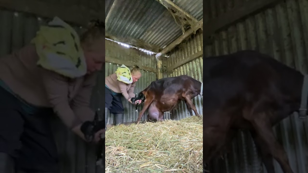 Helping a goat to give birth. Babies all tangled up. #goatbirth #goats #goatbaby #goatfarm #