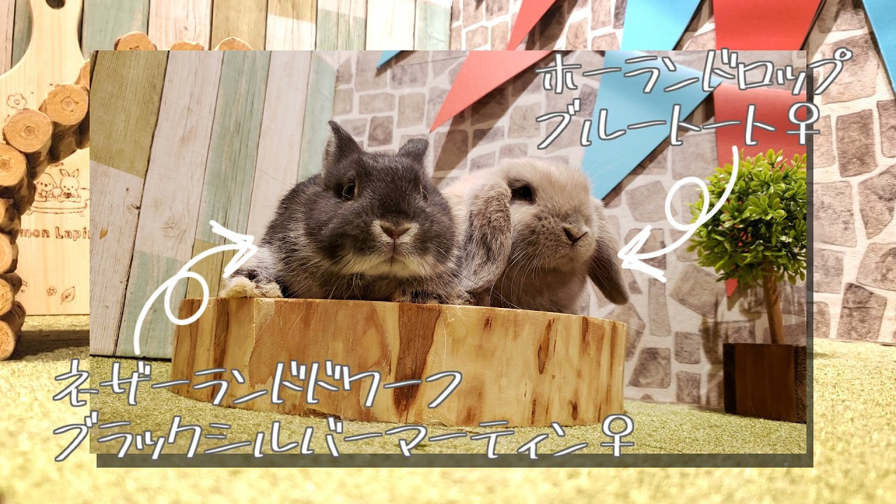 MOFgiftshop うさぎ ブラック トップス｜ファッション