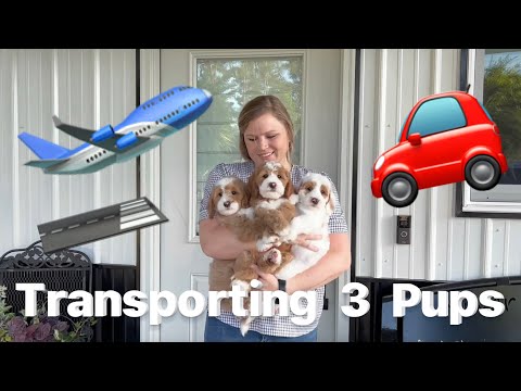 Transporting 3 Goldendoodle Puppies | EleanorXLeRoy Pups | Flying on a Plane | Meeting a Trainer