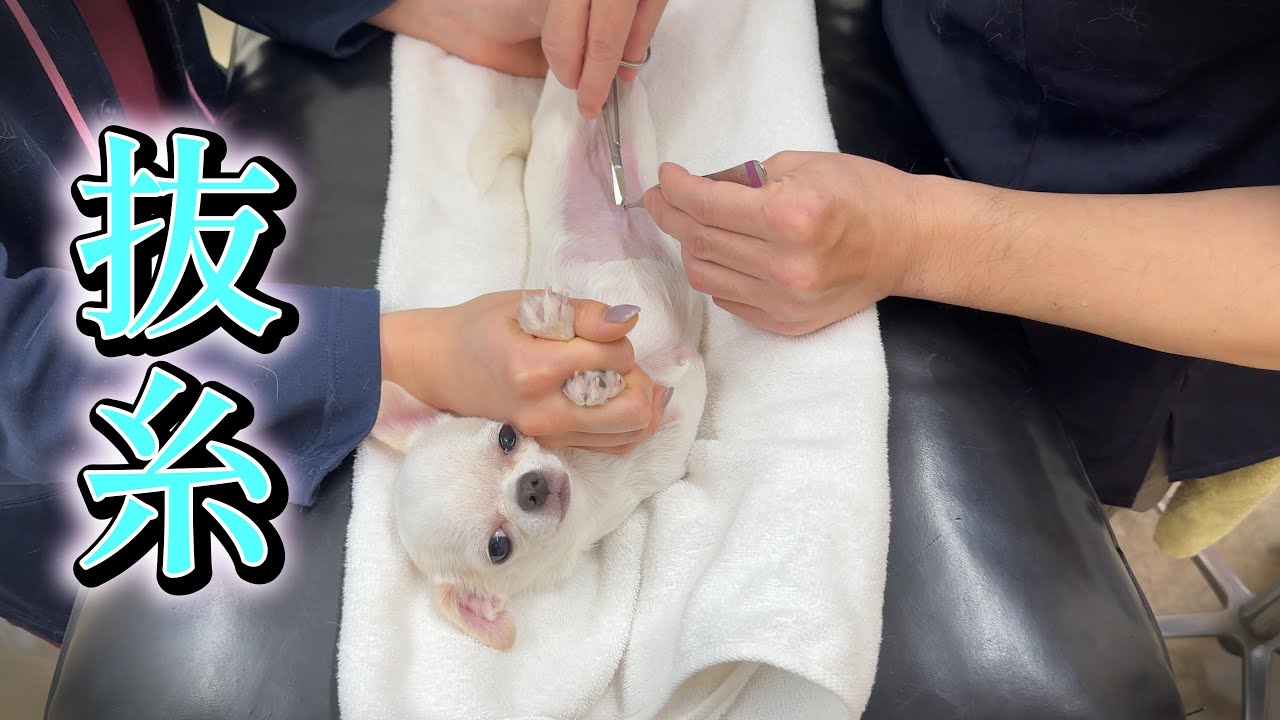 子犬チワワ抜糸の瞬間！ついに手術の糸とお別れした日の記録です