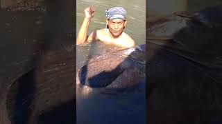 berenang dengan kerapu monster 190kg