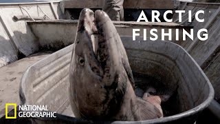 Celebrity Catching King Salmon in the Arctic | Life Below Zero Net Worth