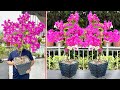 I Can Propagate A Brilliant Flower Garden This Way | 5T1 ideas