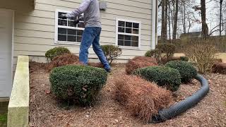 How To Spread Pine Straw Like A Professional - 2023 Spring Has Sprung!