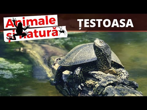Video: Cum Se Hrănește țestoasele De Apă