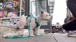 Clicker Training-Generalization in Pet Store screenshot 4