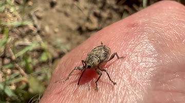 Nut and Acorn (Curculio sp) weevil