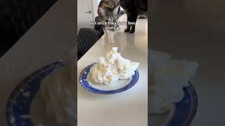 Cats try Whipped Cream for the first time?